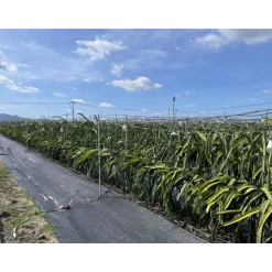 Anti- Unkrautvlies 1,5 x 5 m 30 gr./m²