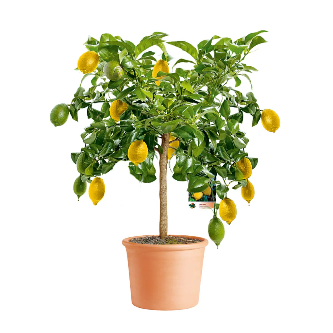 Übertopf Cilindro Bordato 12 cm