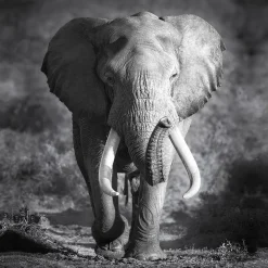 Canvas-Art Elefant 30 x 30 cm