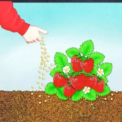 Compo BIO Beeren Langzeit-Dünger mit Schafwolle 0,75 L