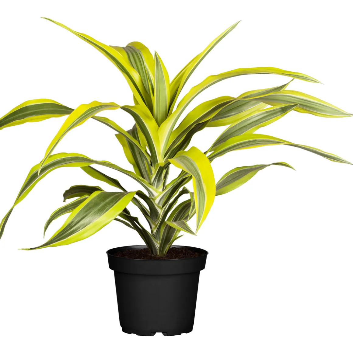 Drachenbaum Topf- Durchmesser 17 cm