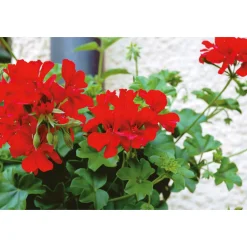 Geranie hängend verschieden Farben Topf Durchmesser 12 cm