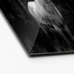 Glas-Art Grey Deer Head 20 x 20 Glasbild