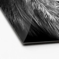 Glas-Art Grey Lion Head 20 x 20 Glasbild