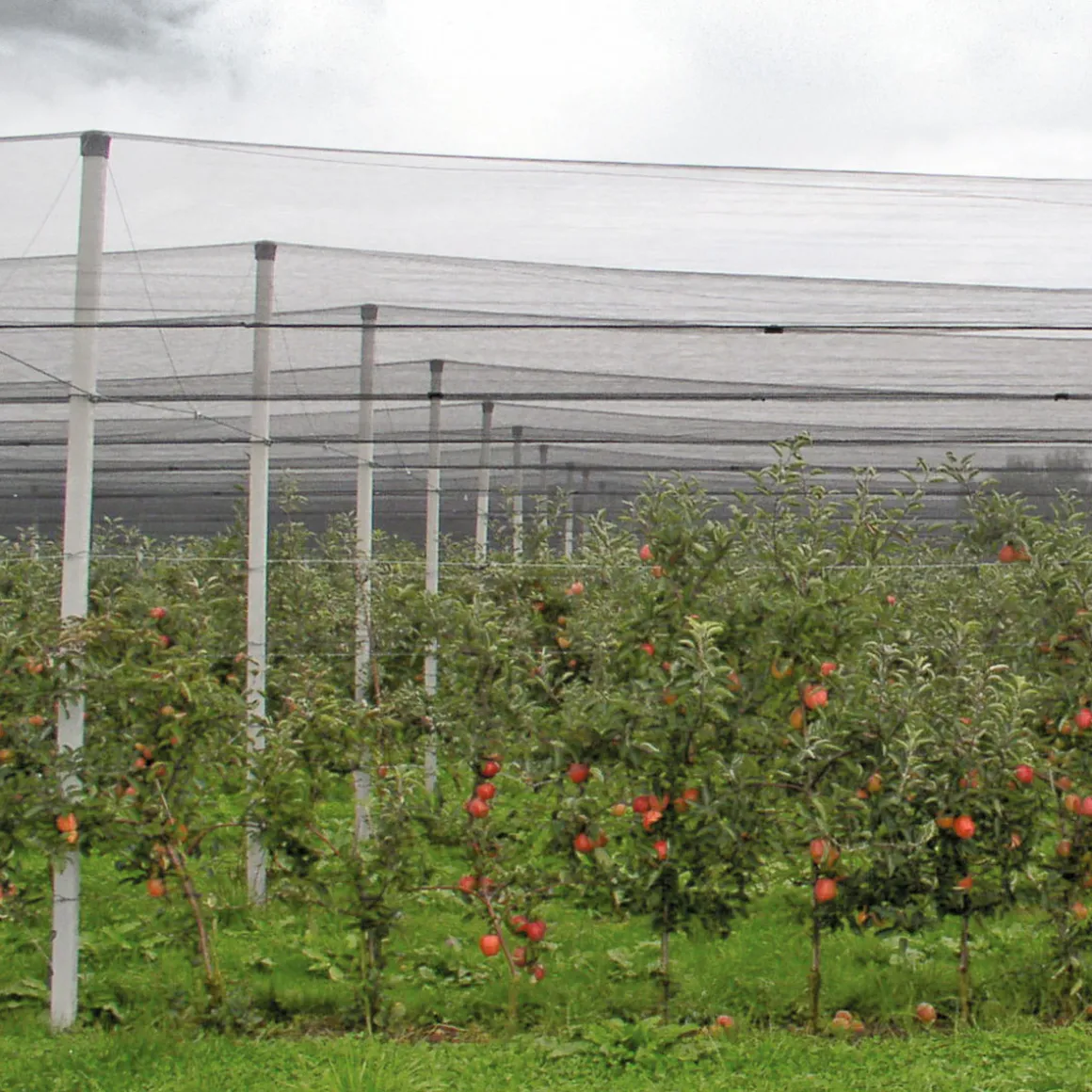 Hagelschutz-Netz 5x2m gruenMaschenweite 8mm