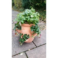 Haveson Erdbeer- und Kräutertopf Giardino