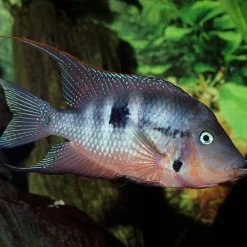 JBLPRONOVO CICHLID GRANO M 250ml CLICK