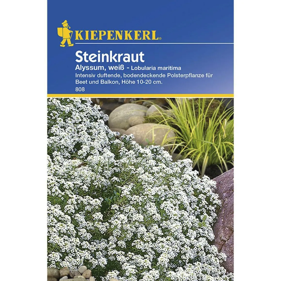 Kiepenkerl Steinkraut Alyssum weiß
