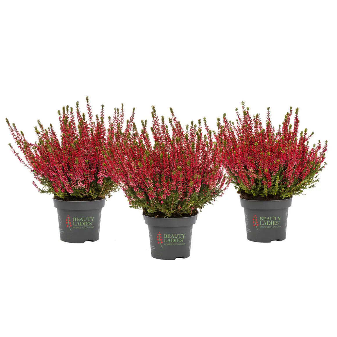 Knospenblüher Beauty Ladies Topf- Durchmesser 11 cm