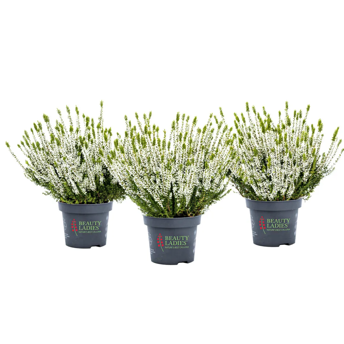 Knospenblüher Beauty Ladies Topf- Durchmesser 11 cm