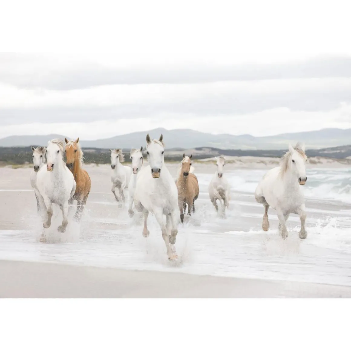 Komar Papier-Fototapete White Horses 8-teilig 368 x 254 cm