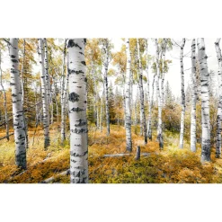 KomarVlies Fototapete Colorful Aspenwoods 450x280 cm
