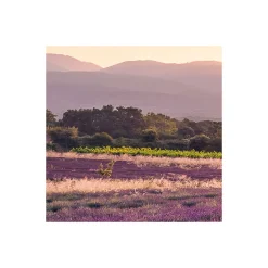 KomarVlies Fototapete Lavender Dream 450x280 cm