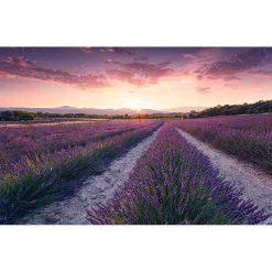 KomarVlies Fototapete Lavender Dream 450x280 cm