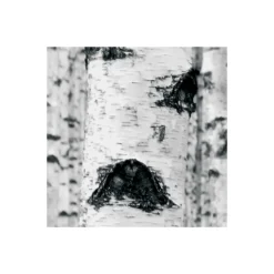 KomarVlies Fototapete Woods 400x270 cm