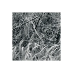 KomarVlies Fototapete Woods 400x270 cm