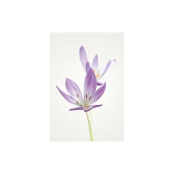KomarWandbild Autumn Crocus 50x70 cm