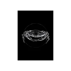 KomarWandbild Crab Black 50x70 cm