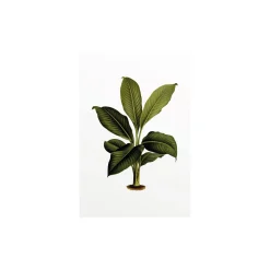 KomarWandbild Elastica Leaf 50x70 cm