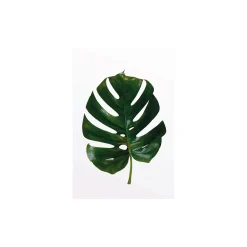 KomarWandbild Monstera Leaf 40x50 cm