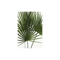 KomarWandbild Palmtree Leaves 50x70 cm