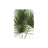 KomarWandbild Palmtree Leaves 40x50 cm