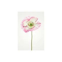 KomarWandbild Poppy 40x50 cm
