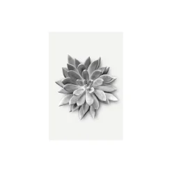 KomarWandbild Succulent Agave 50x70 cm