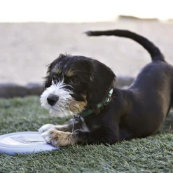 Kong HSZ Puppy Flyer Frisbee 18cmfarbl. sortiert Naturkatuschuk