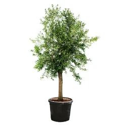 Oliven-Stamm Ornamento 180 cm Topf Durchmesser 50 cm