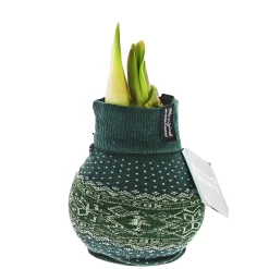 PlantiflorAmaryllis mit Socke gewachst ca 32 cm