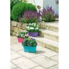 PlantiflorBallonblume Ton in Ton Topf- Durchmesser 12 cm
