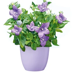 PlantiflorBallonblume Ton in Ton Topf- Durchmesser 12 cm