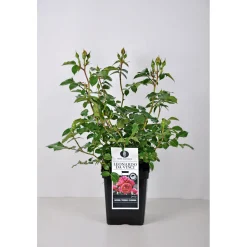 PlantiflorBeet-Duftrose rot Topf 23 cm