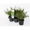 PlantiflorBerg-Ilex Stokes 4er-Pack