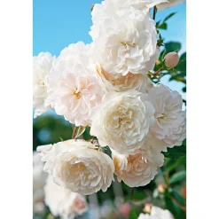 PlantiflorBodendeckerrosen Topf Durchmesser 13 cm
