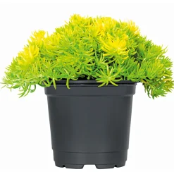 PlantiflorBodendecker-Stauden Pflasta la Vista Topf 13 cm