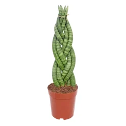 PlantiflorBogenhanf Topf Durchmesser 12 cm