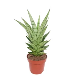 PlantiflorBogenhanf Topf Durchmesser 12 cm