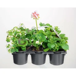 PlantiflorBunter Balkonkasten Tradition 6er-Pack