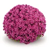 PlantiflorChrysanthemen-Busch Topf Durchmesser 19 cm