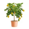 PlantiflorCitrus-Ministamm Topf Durchmesser 20 cm 70-80 cm
