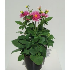 PlantiflorDahlien verschiedene Farben T 10,5
