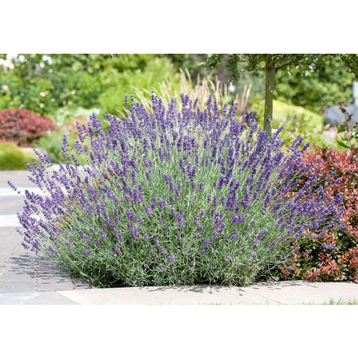 PlantiflorEchter Lavendel Topf- Durchmesser 11 cm