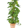 PlantiflorEfeutute am Moosstab 120-130 cm T24