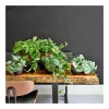 PlantiflorEfeutute Topf Durchmesser 12 cm