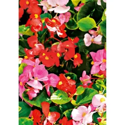 PlantiflorEisbegonie Topf Durchmesser 9 cm