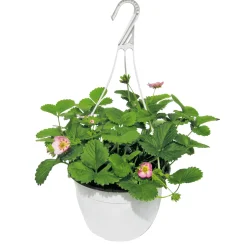 Plantiflor Erdbeeren-Ampel Topf Durchmesser 19 cm