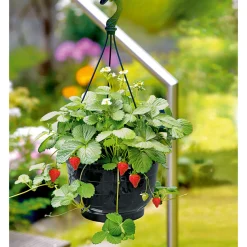 Plantiflor Erdbeeren-Ampel Topf Durchmesser 19 cm