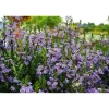 PlantiflorFächerblume Topf Durchmesser 13 cm